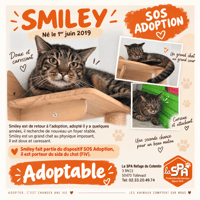 SMILEY, chat à adopter