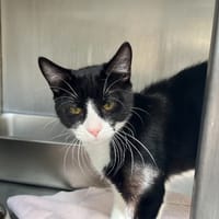 Tac, chat à adopter