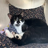 Tic, chat à adopter
