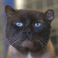 MOKA, chat à adopter