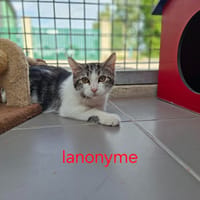Lanonyme, chatte à adopter
