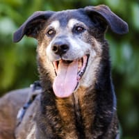 DANI VAA, chien à adopter