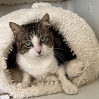 Baldr, chat à adopter
