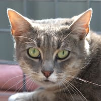 LEETCHI, chatte à adopter