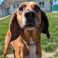 Samy, chienne à adopter