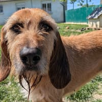 Samira, chienne à adopter
