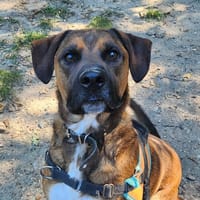 KARAMEL, chien à adopter