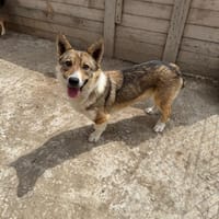 TOMMY, chien à adopter