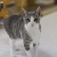 GACHON, chat à adopter