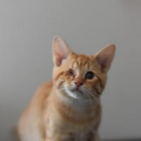 THARSIS, chat à adopter
