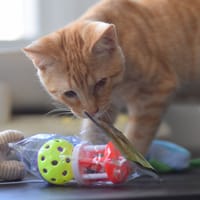 VENDETTA, chat à adopter