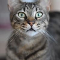 WESS, chat à adopter