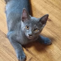 NUBE, chatte à adopter