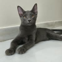 TIRSA, chatte à adopter
