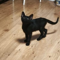 GILDA, chatte à adopter
