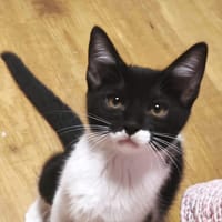 GERO, chat à adopter