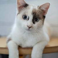 CADANSE À ADOPTER AVEC UN CHAT DÉJÀ PRÉSENT CHEZ VOUS, chatte à adopter