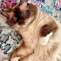GILMORE, chat à adopter