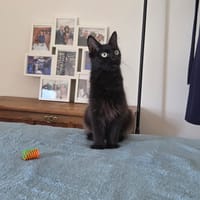 HOUSTON, chat à adopter