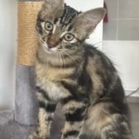 Moka, chatte à adopter