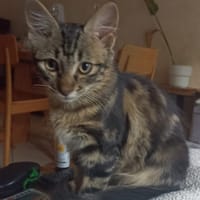 Moka, chatte à adopter
