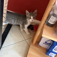 jinx, chatte à adopter