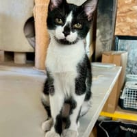 BADRI, chat à adopter