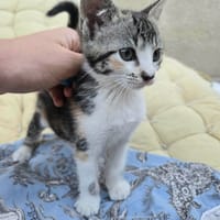 BOLI, chatte à adopter