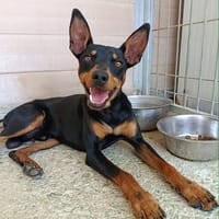 GINO (Union Animal), chien à adopter