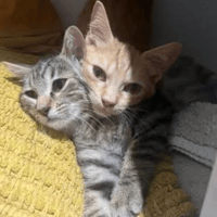 BALZAC & SEZANE, chat à adopter