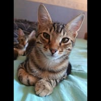 ZIGGY, chat à adopter