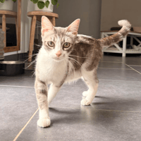 ANA, chatte à adopter