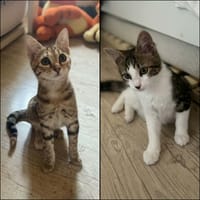 BLINI et BOND, chat à adopter