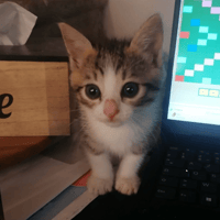 KELLY, chatte à adopter
