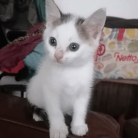 JILL, chatte à adopter