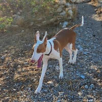 Pancho, perro en adopción