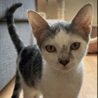 TONNERRE, chat à adopter