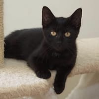 Takka, katers ter adoptie