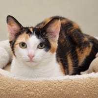 Babbel, poezen ter adoptie