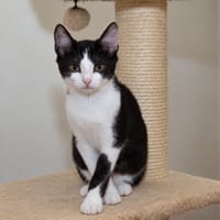 Knabbel, katers ter adoptie