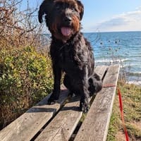 Herzenshündin Rosi - sanft & verspielt 💜, Hündin zur Adoption