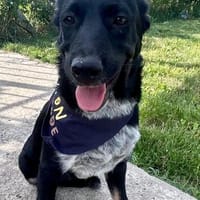 Richie sucht eine Familie, Hund zur Adoption