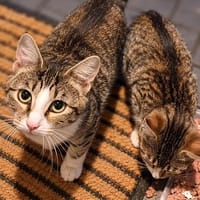Hofplätze gesucht!, Kater zur Adoption