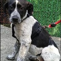 Münsterländer Mix Mädchen Zoe, Hündin zur Adoption
