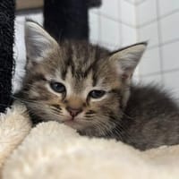 Lilie, Lina, Lenny und Luigi, Kater zur Adoption