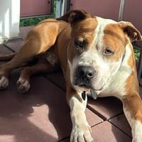 Pablo liebt die Menschen und möchte ein Zuhause, Hund zur Adoption