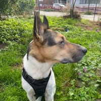 Odin, Hund zur Adoption