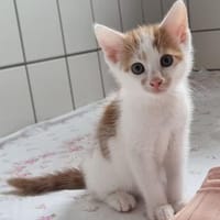 Folker und Ferrari, Kater zur Adoption