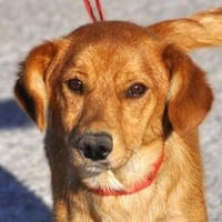 Goldschatz GOLDIE, Hündin zur Adoption