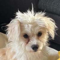 CINDY ist ein kleiner Sonnenschein, Hündin zur Adoption
